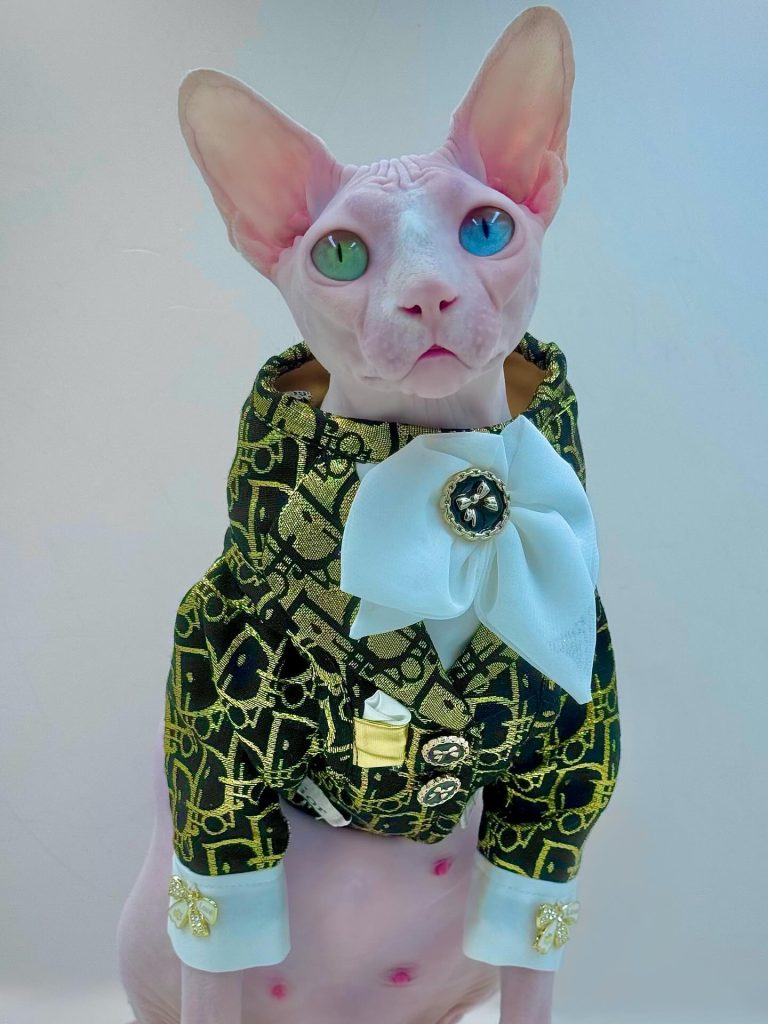 Daisy, a Wrinklebottom Sphynx