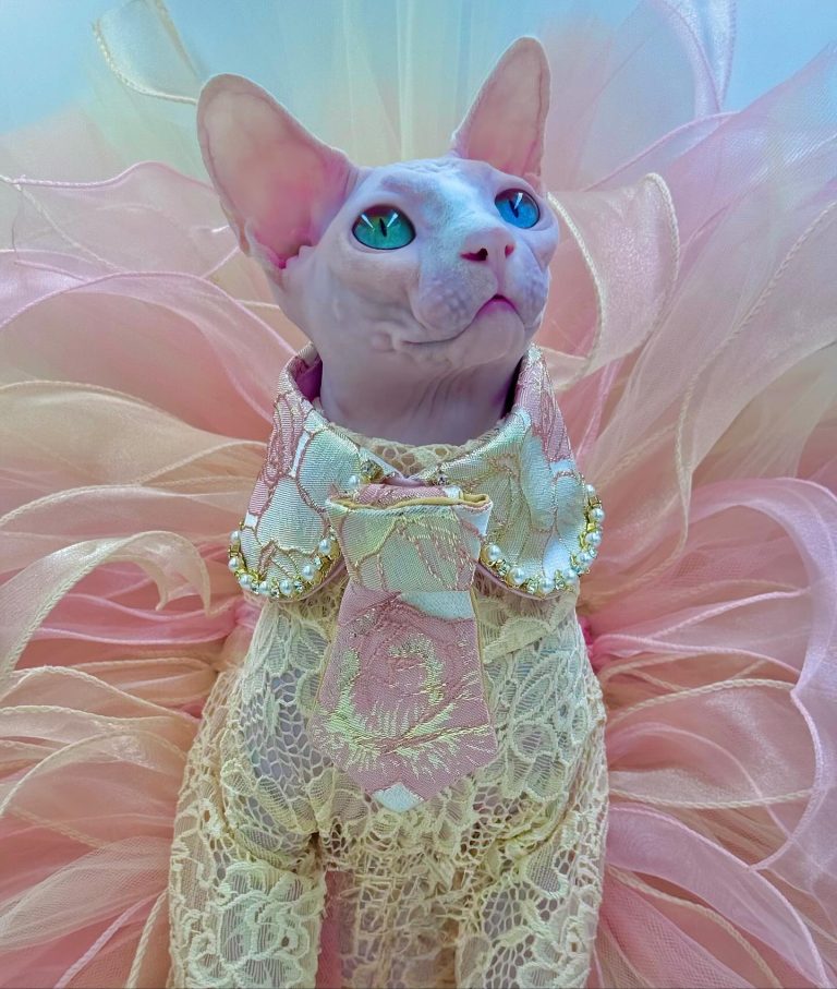 Daisy, a Wrinklebottom Sphynx