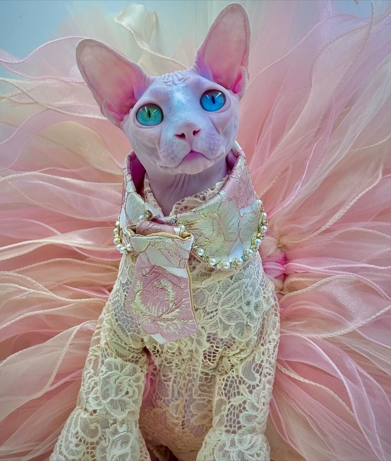 Daisy, a Wrinklebottom Sphynx