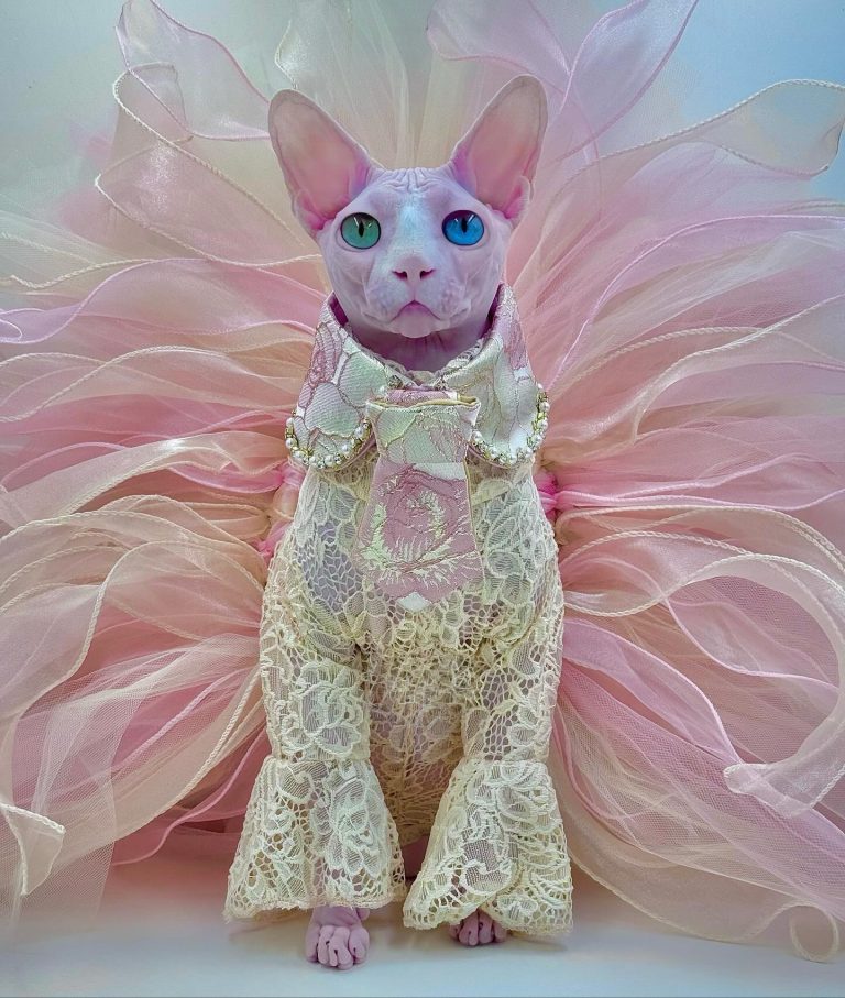 Daisy, a Wrinklebottom Sphynx
