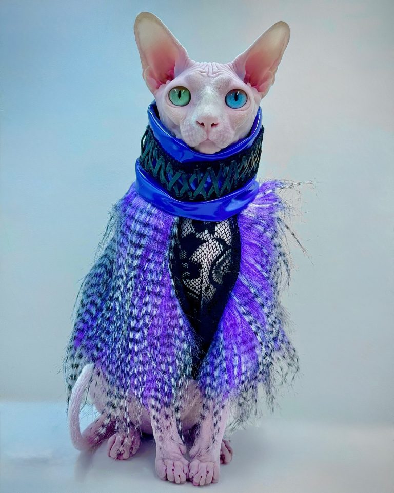 Dynamite, a Wrinklebottom Sphynx