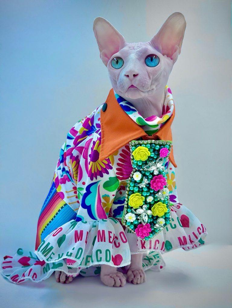 Daisy, a Wrinklebottom Sphynx