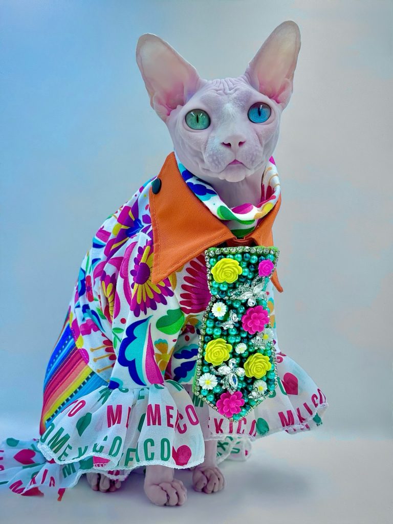 Daisy, a Wrinklebottom Sphynx