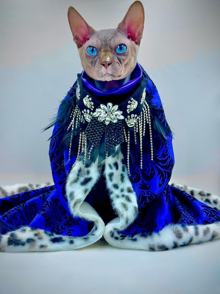 Dynamite, a Wrinklebottom Sphynx