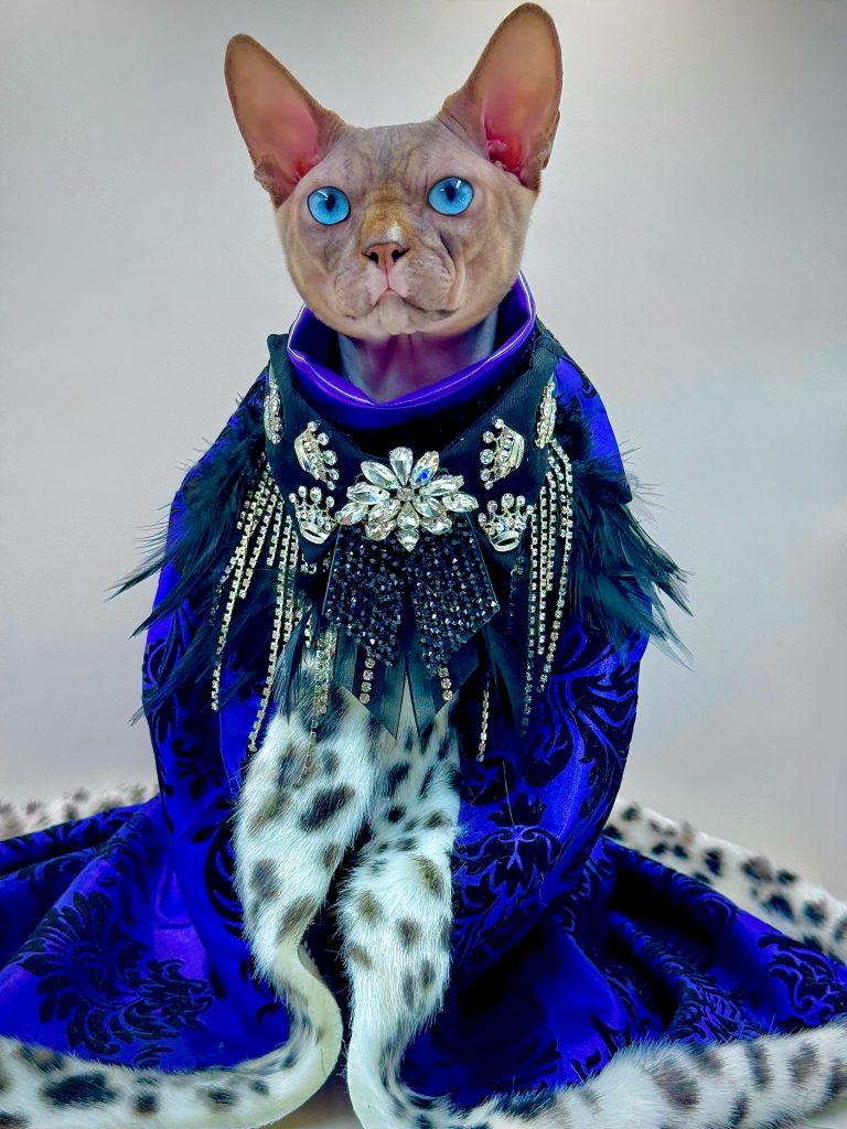 Dynamite, a Wrinklebottom Sphynx