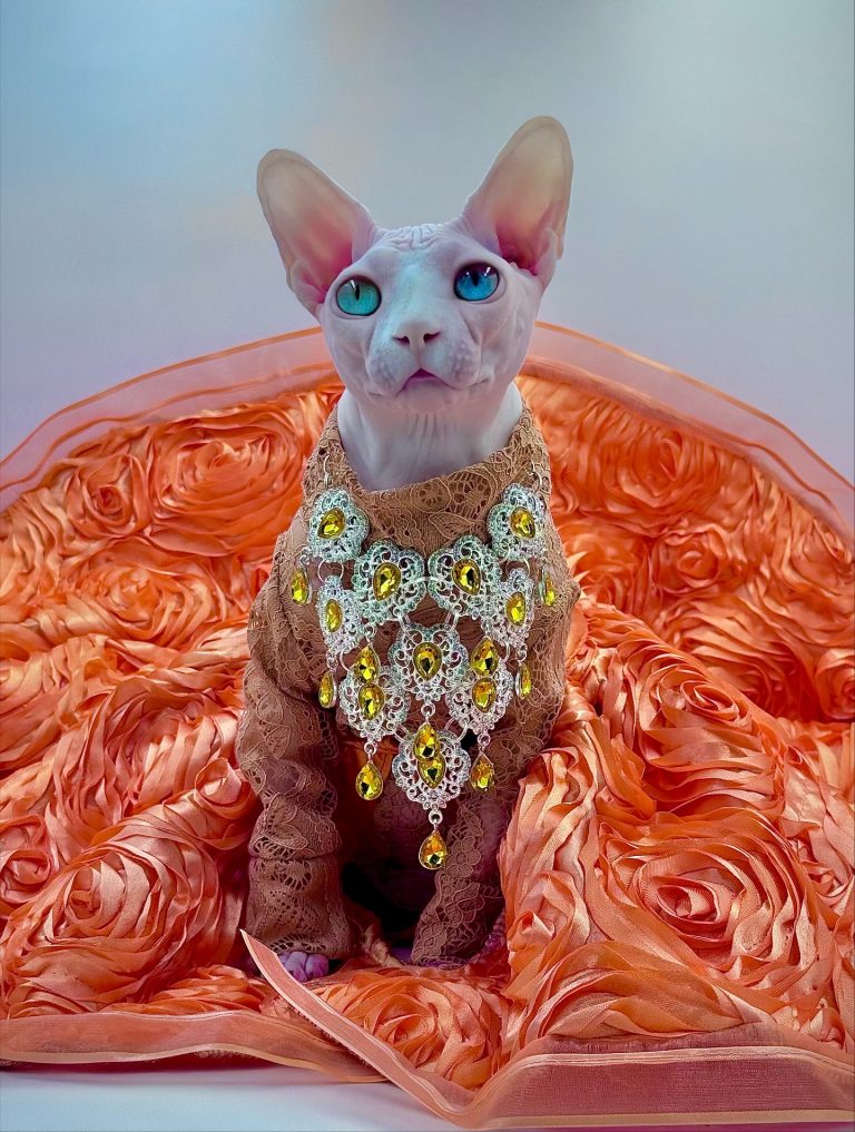 Daisy, a Wrinklebottom Sphynx