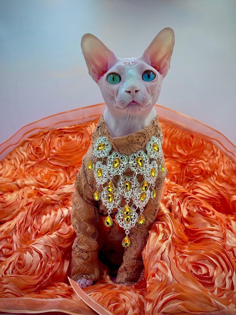Daisy, a Wrinklebottom Sphynx