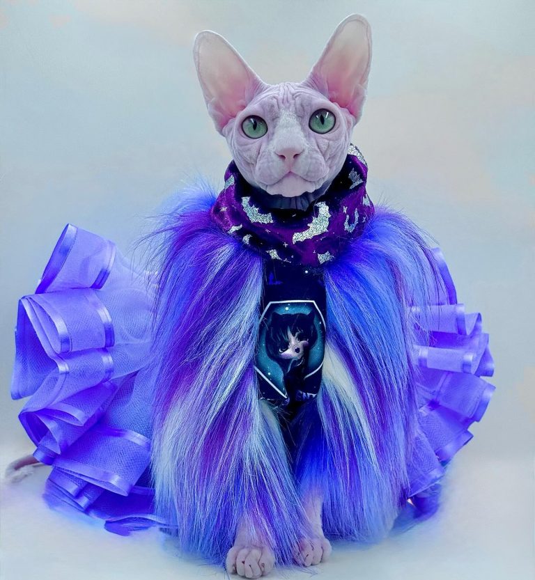 Bubbles, a Wrinklebottom Sphynx