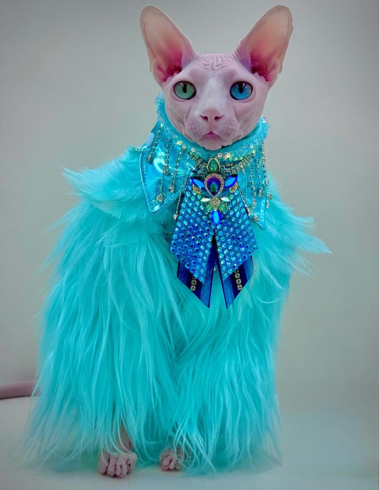 Daisy, a Wrinklebottom Sphynx