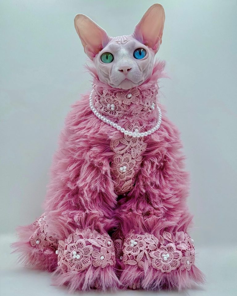 Daisy, a Wrinklebottom Sphynx