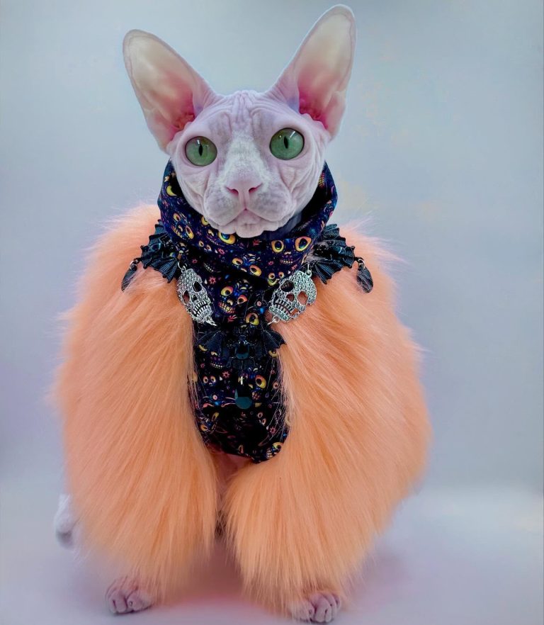 Bubbles, a Wrinklebottom Sphynx