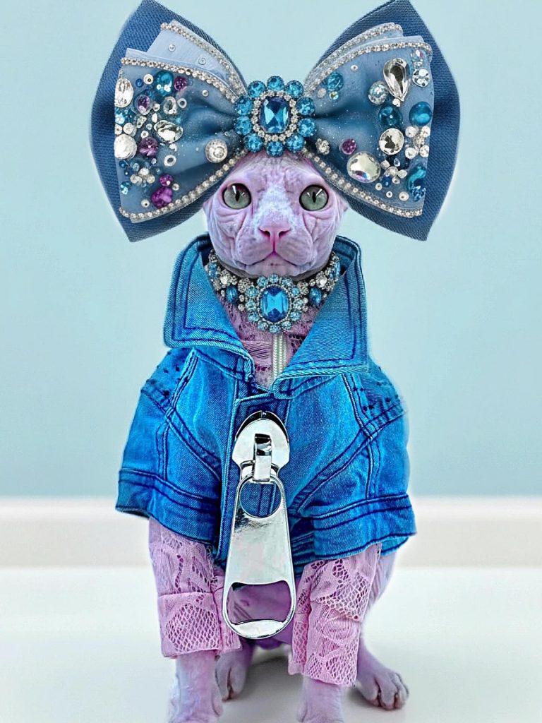 Bubbles, a Wrinklebottom Sphynx