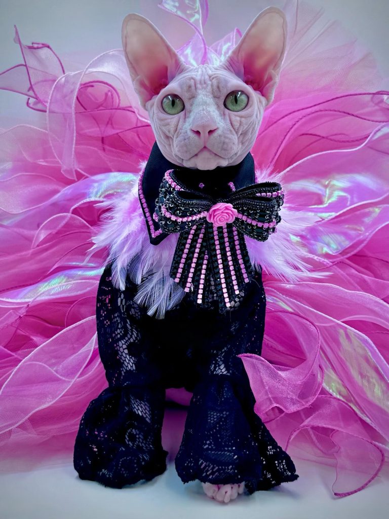 Bubbles, a Wrinklebottom Sphynx