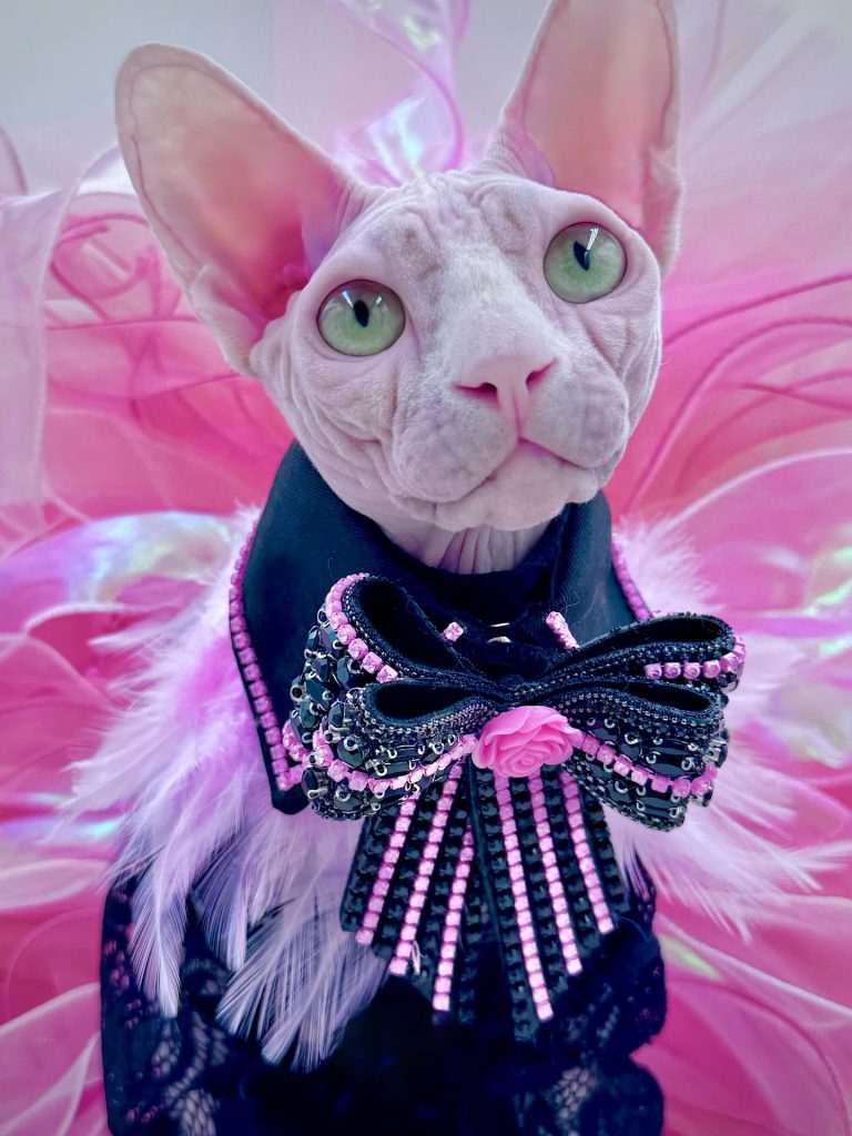 Bubbles, a Wrinklebottom Sphynx