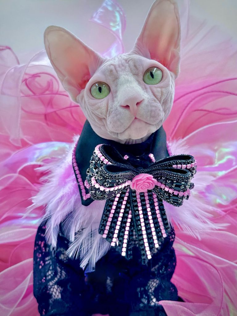 Bubbles, a Wrinklebottom Sphynx