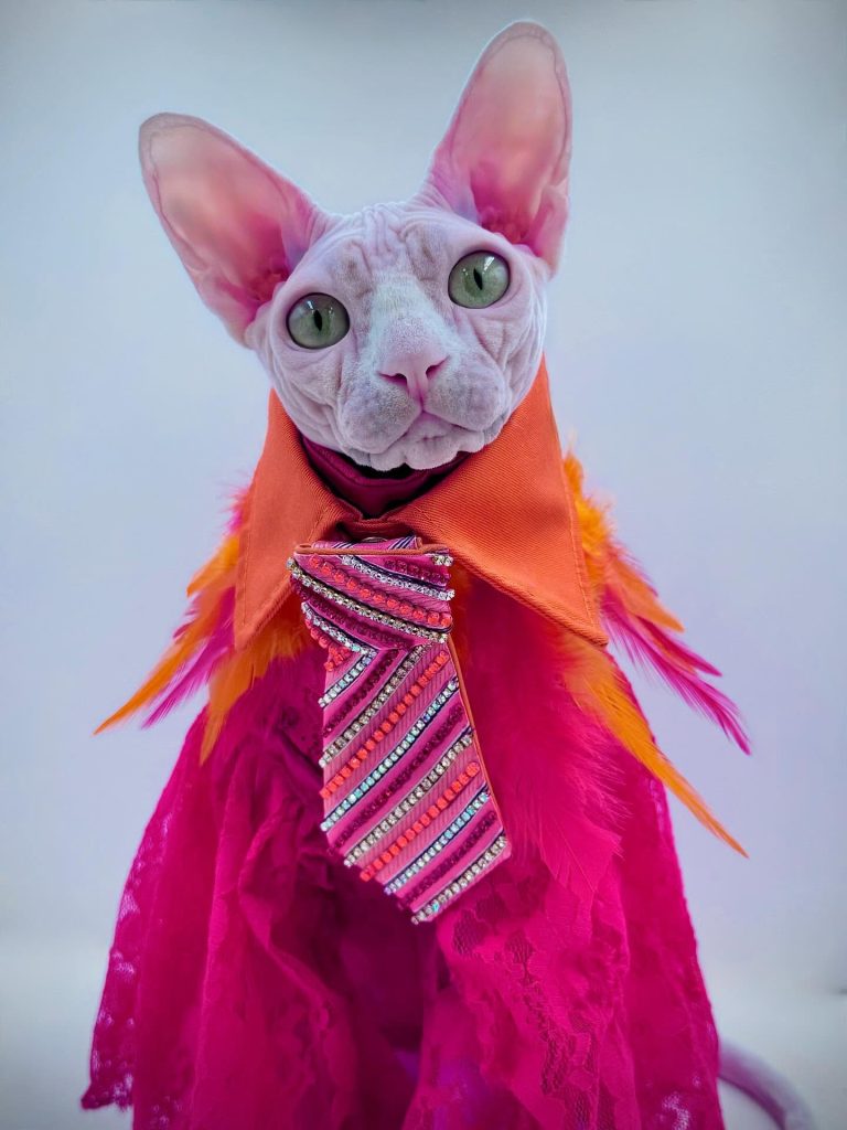 Bubbles, a Wrinklebottom Sphynx