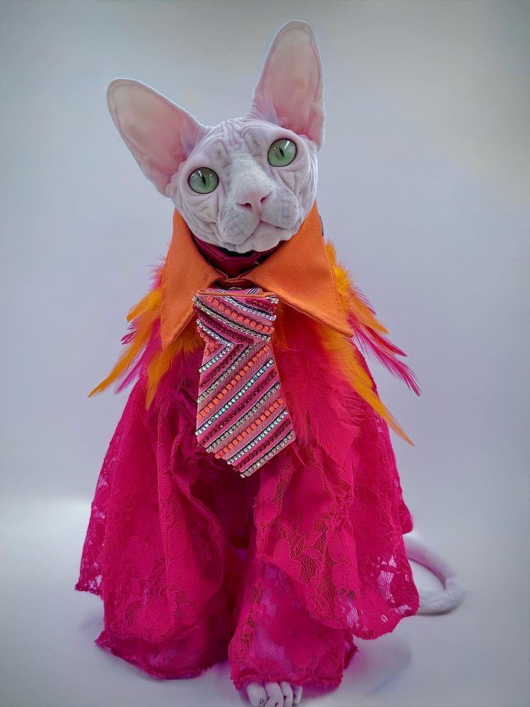Bubbles, a Wrinklebottom Sphynx