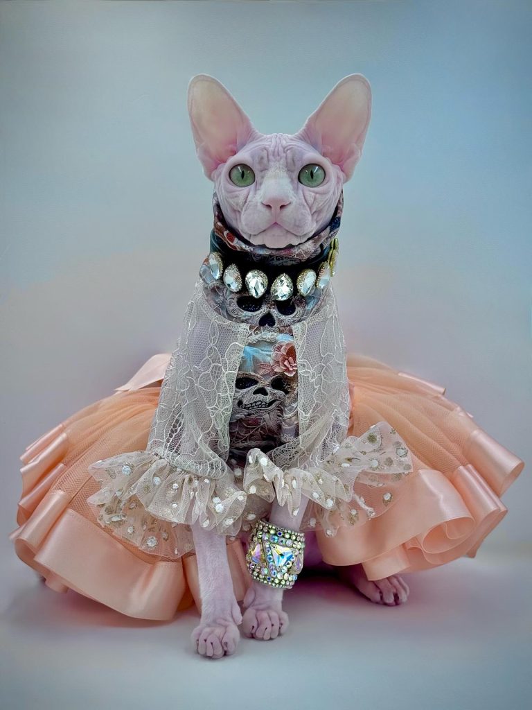 Bubbles, a Wrinklebottom Sphynx