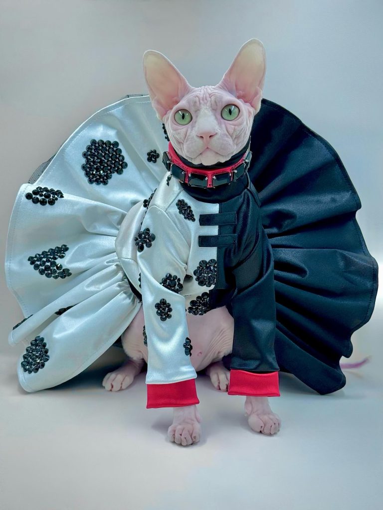 Bubbles, a Wrinklebottom Sphynx