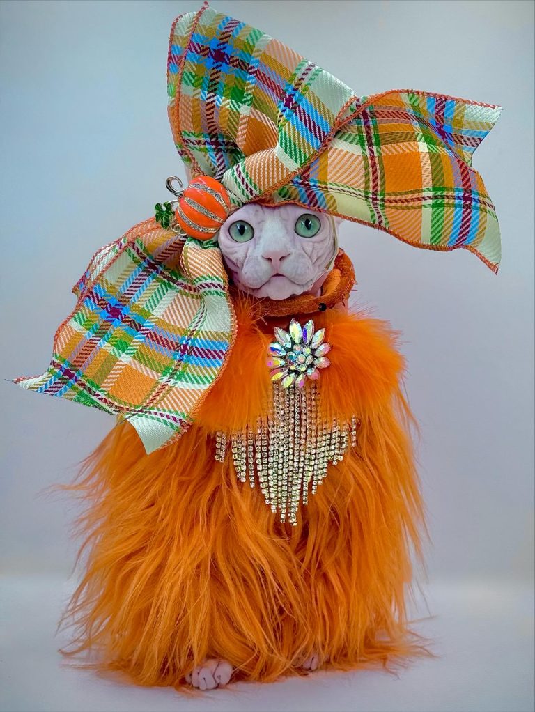 Bubbles, a Wrinklebottom Sphynx