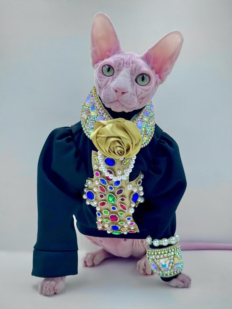 Bubbles, a Wrinklebottom Sphynx