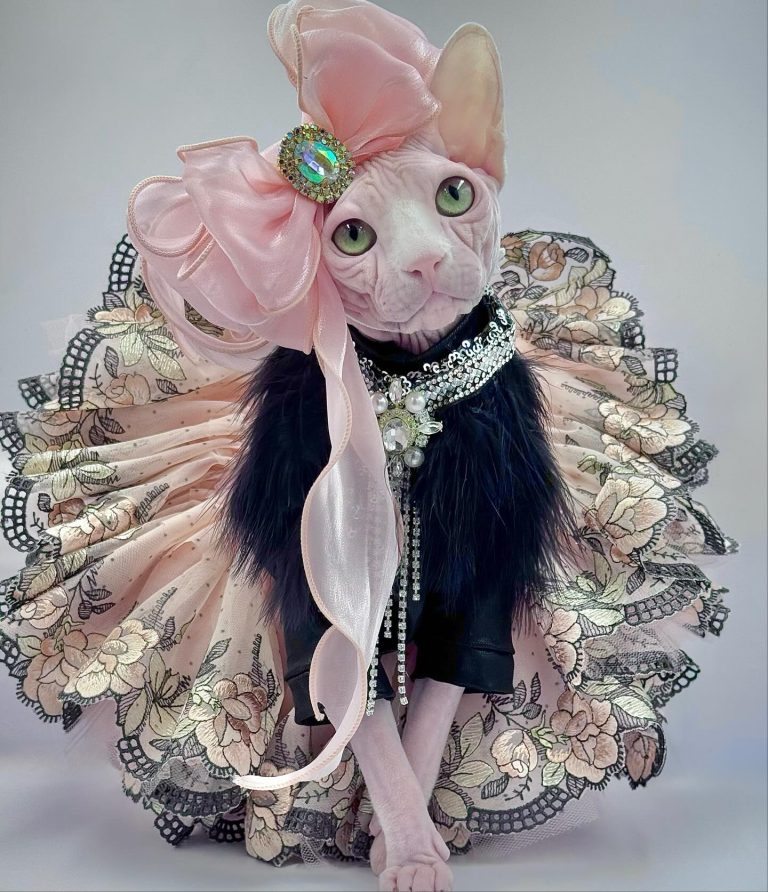Bubbles, a Wrinklebottom Sphynx