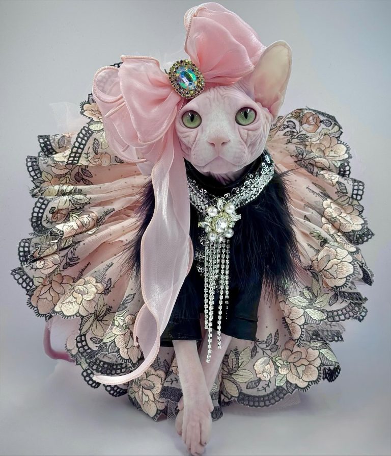 Bubbles, a Wrinklebottom Sphynx