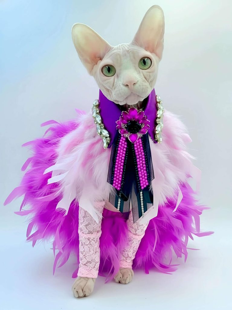 Bubbles, a Wrinklebottom Sphynx