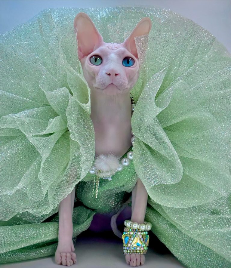 Daisy, a Wrinklebottom Sphynx