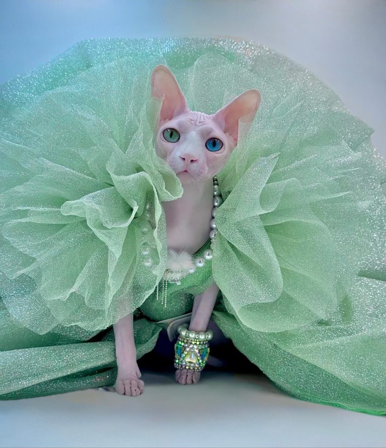 Daisy, a Wrinklebottom Sphynx