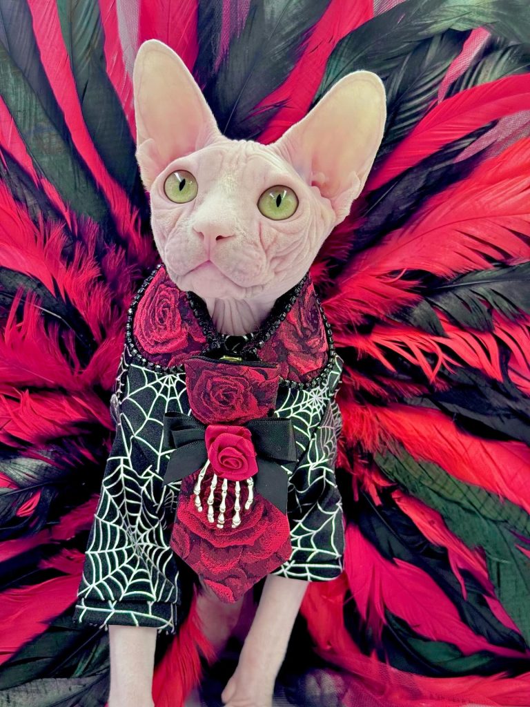 Bubbles, a Wrinklebottom Sphynx