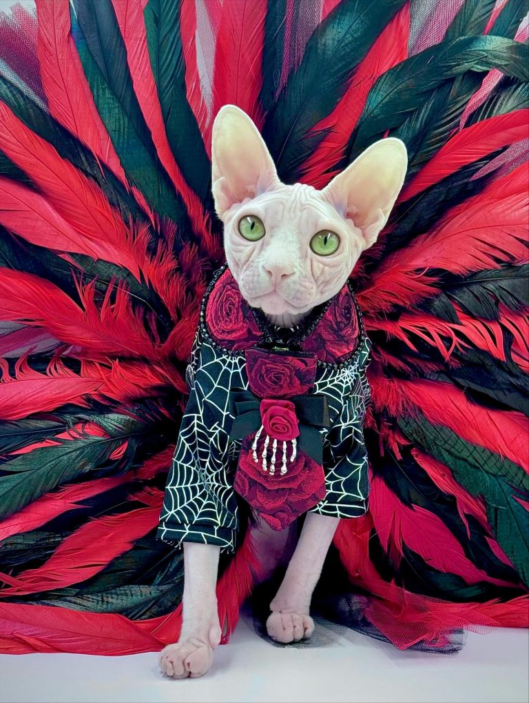 Bubbles, a Wrinklebottom Sphynx