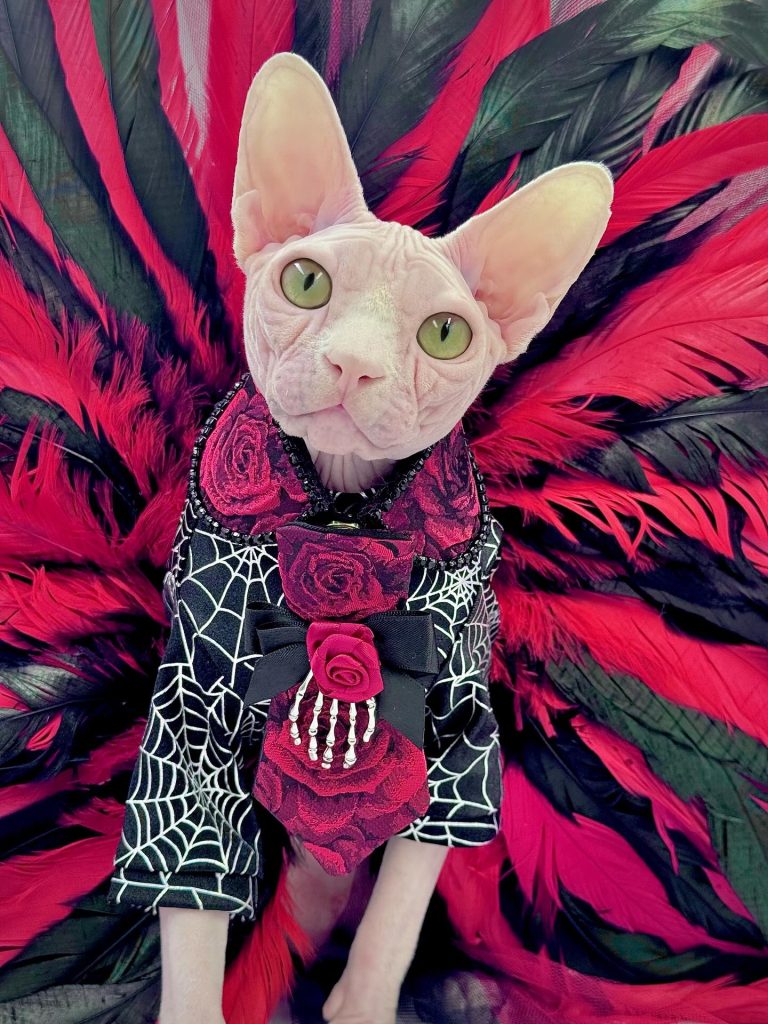 Bubbles, a Wrinklebottom Sphynx