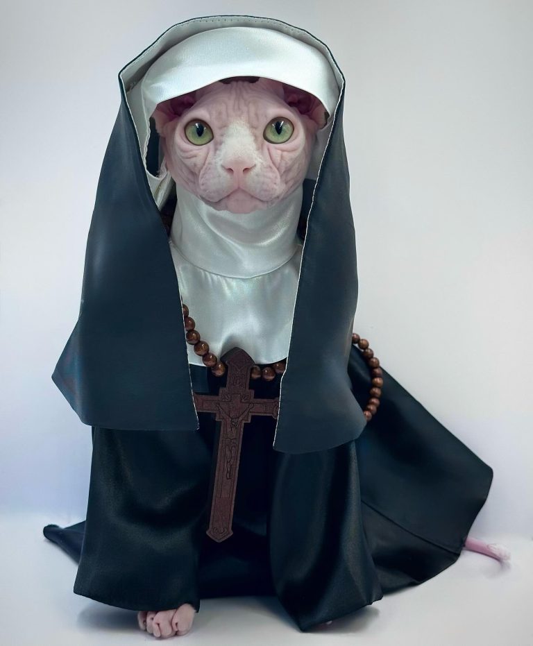 Bubbles, a Wrinklebottom Sphynx