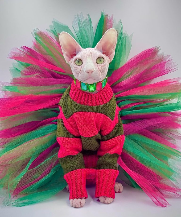 Bubbles, a Wrinklebottom Sphynx