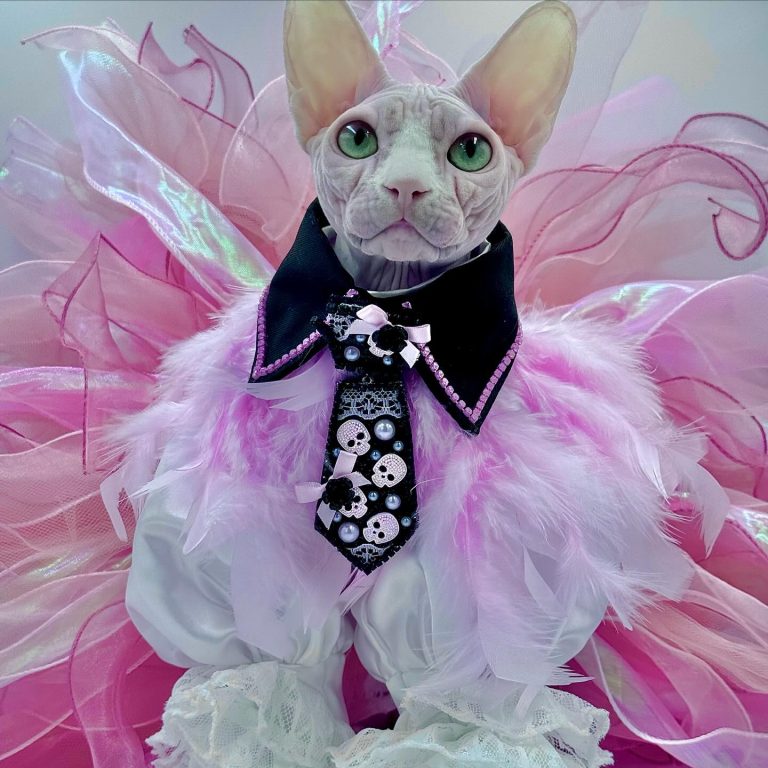 Bubbles, a Wrinklebottom Sphynx
