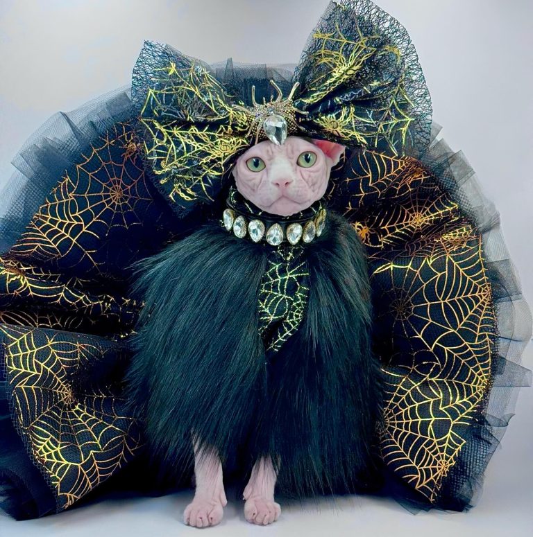Bubbles, a Wrinklebottom Sphynx