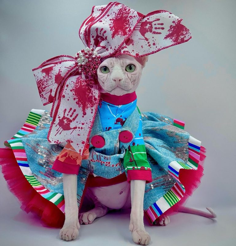 Bubbles, a Wrinklebottom Sphynx