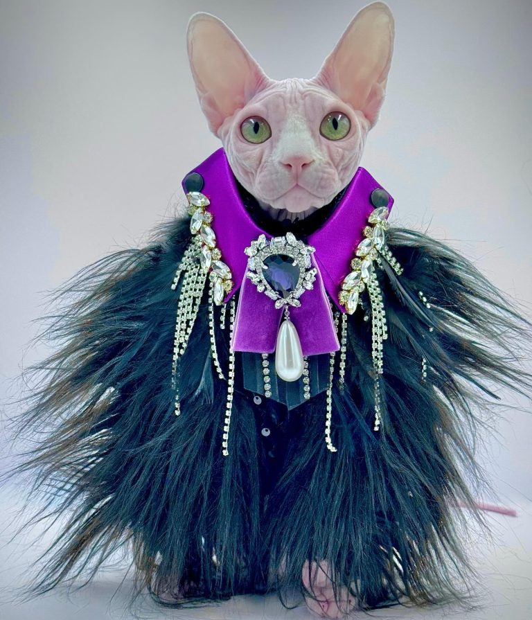 Bubbles, a Wrinklebottom Sphynx