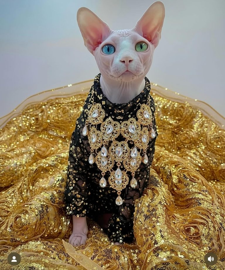 Daisy, a Wrinklebottom Sphynx