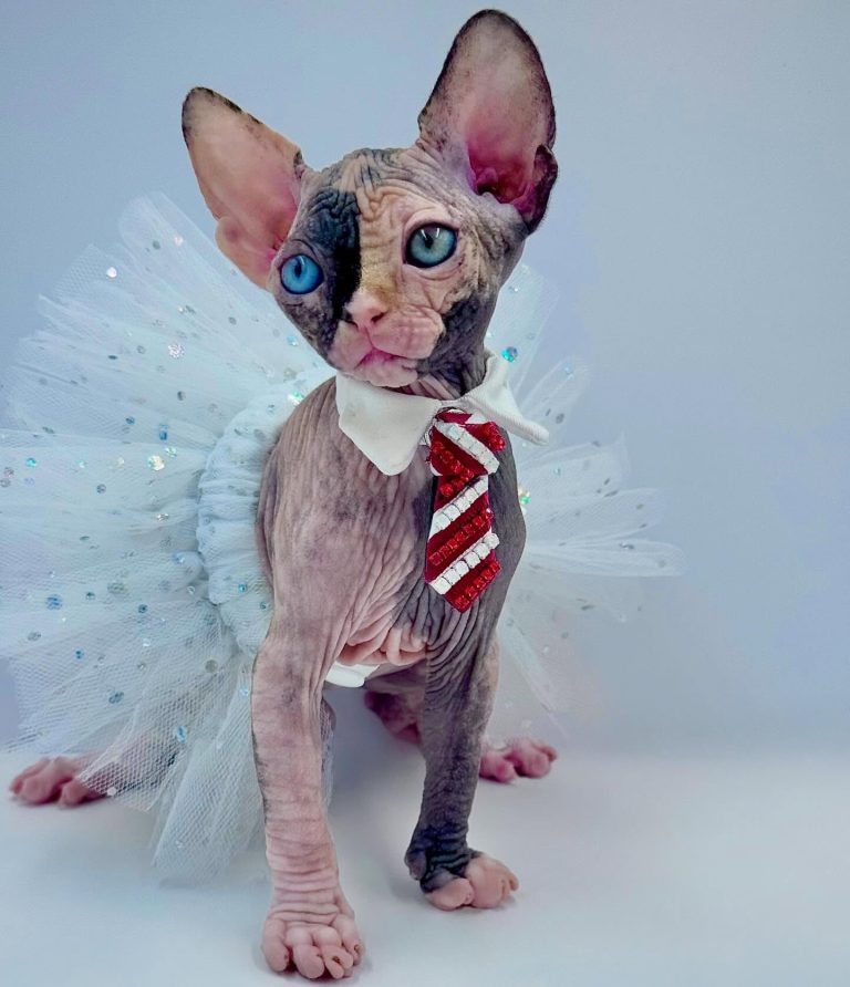 Diva, a Wrinklebottom Sphynx