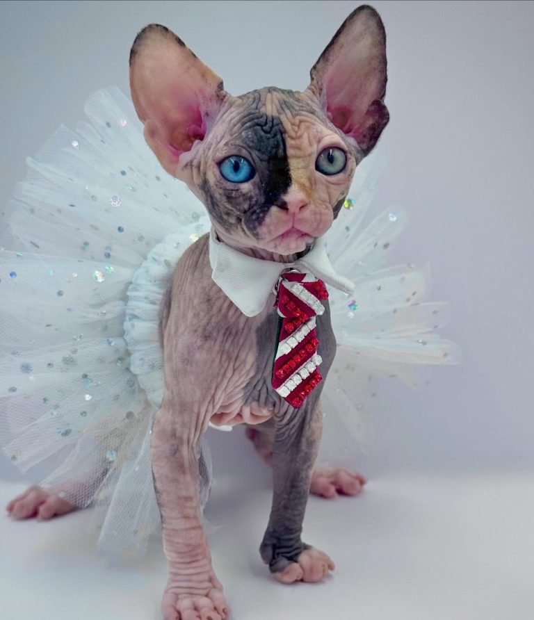 Diva, a Wrinklebottom Sphynx