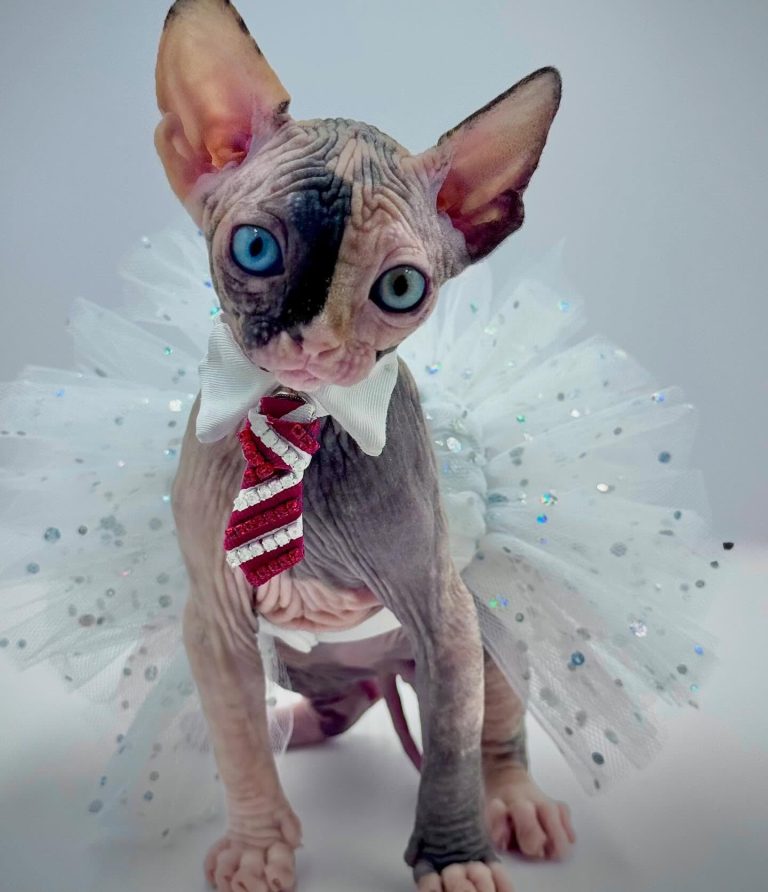 Diva, a Wrinklebottom Sphynx