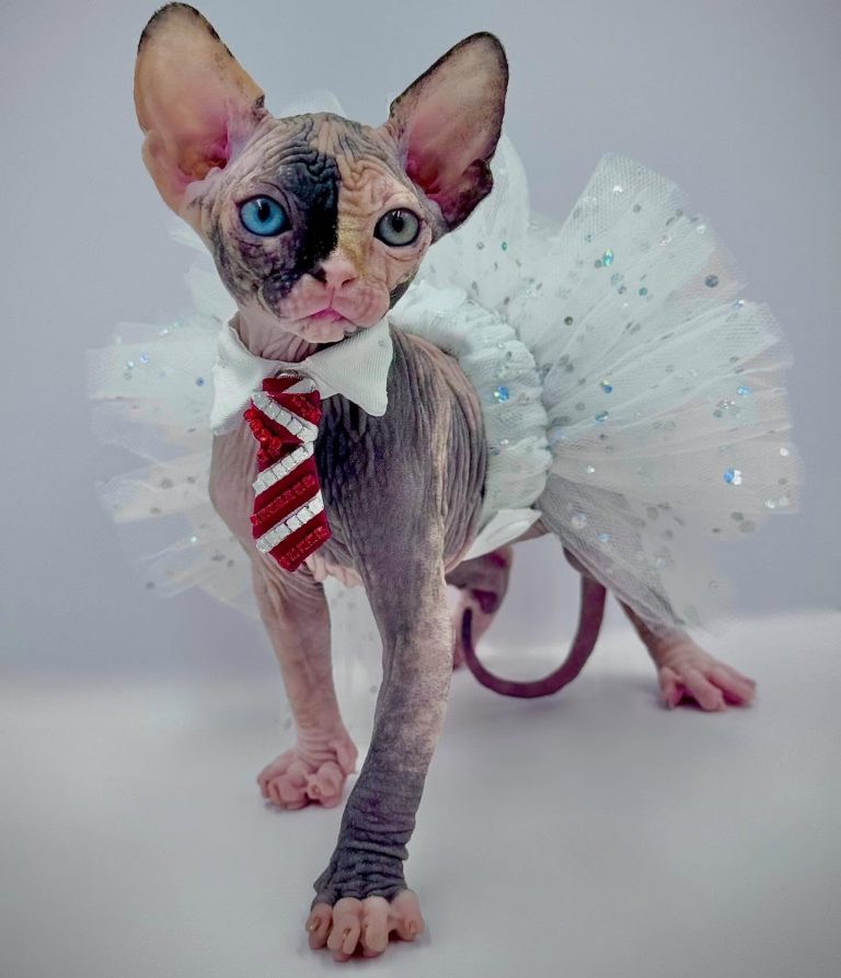 Diva, a Wrinklebottom Sphynx