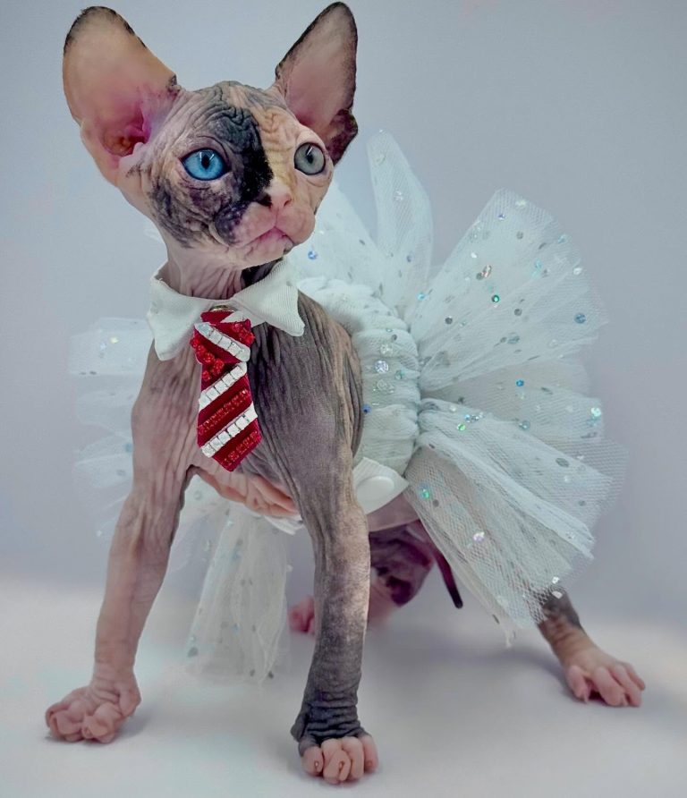 Diva, a Wrinklebottom Sphynx
