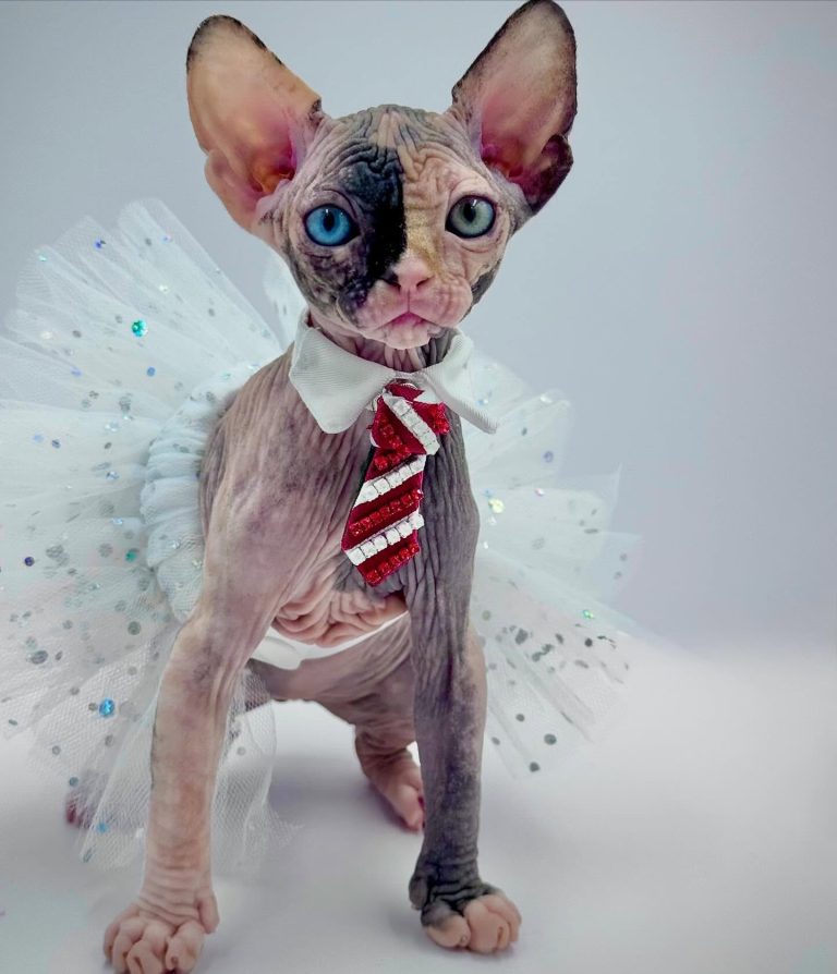 Diva, a Wrinklebottom Sphynx
