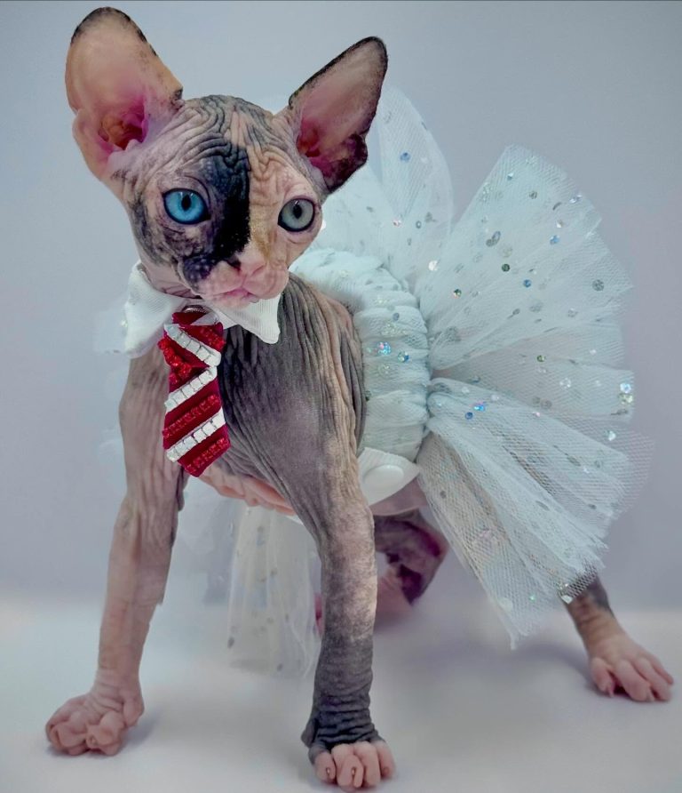 Diva, a Wrinklebottom Sphynx