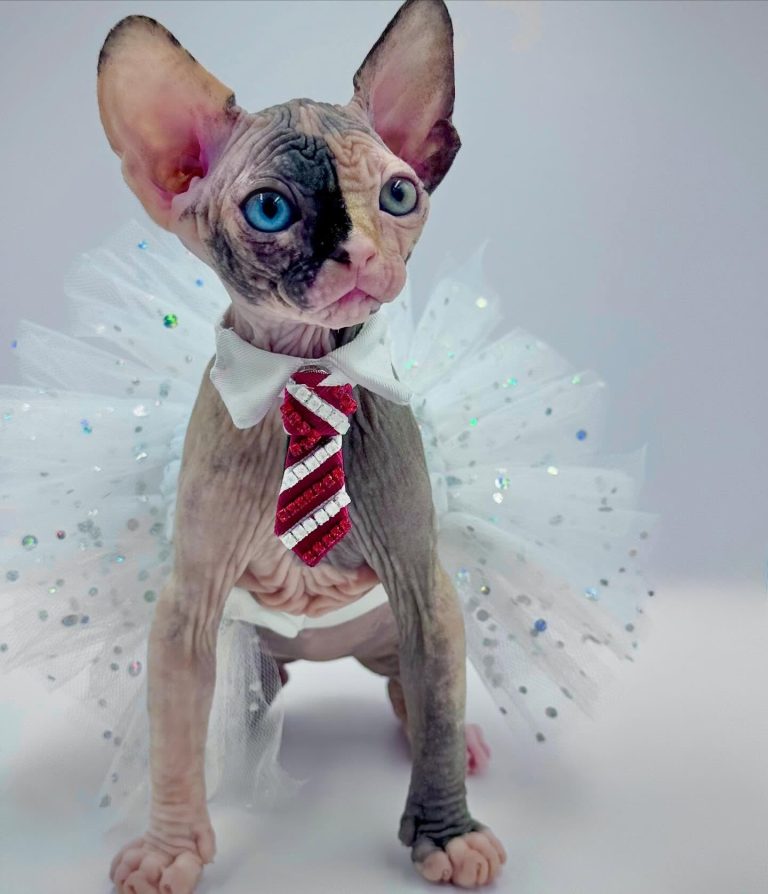 Diva, a Wrinklebottom Sphynx