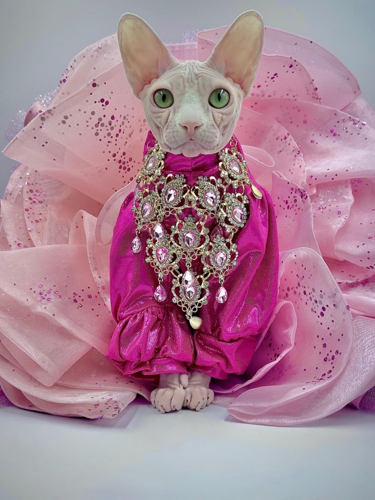 Bubbles, a Wrinklebottom Sphynx