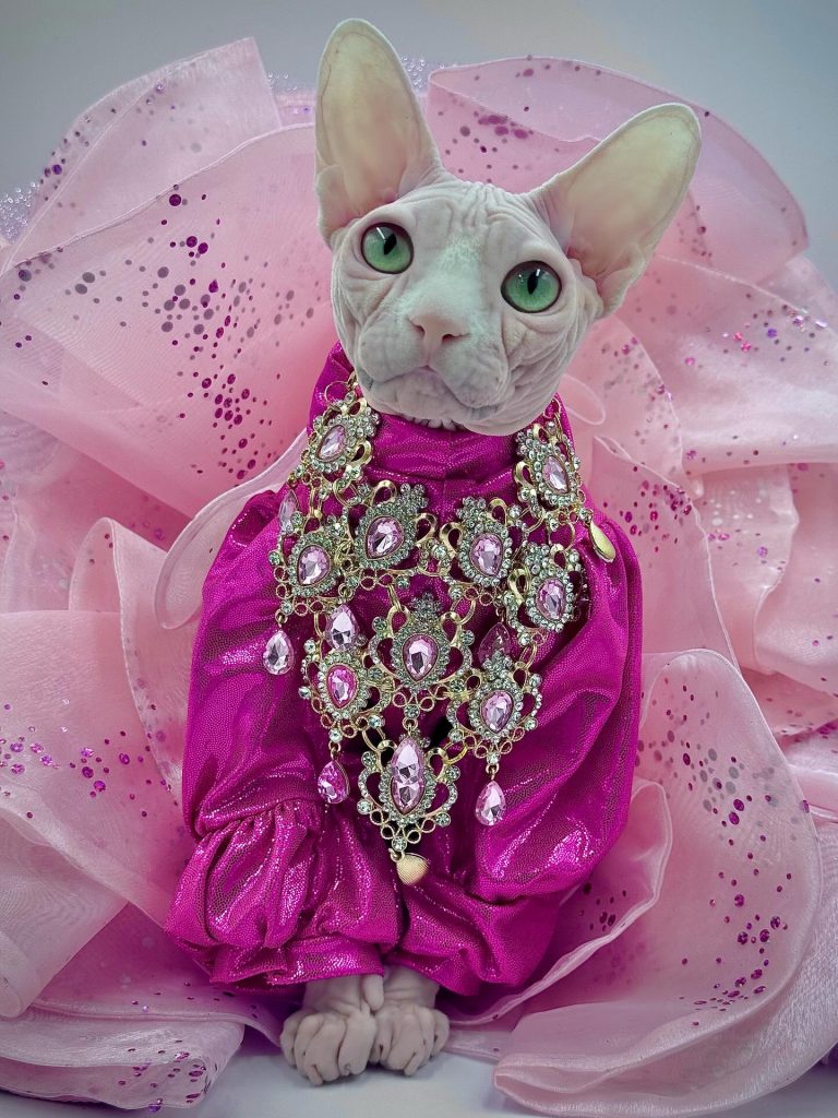 Bubbles, a Wrinklebottom Sphynx
